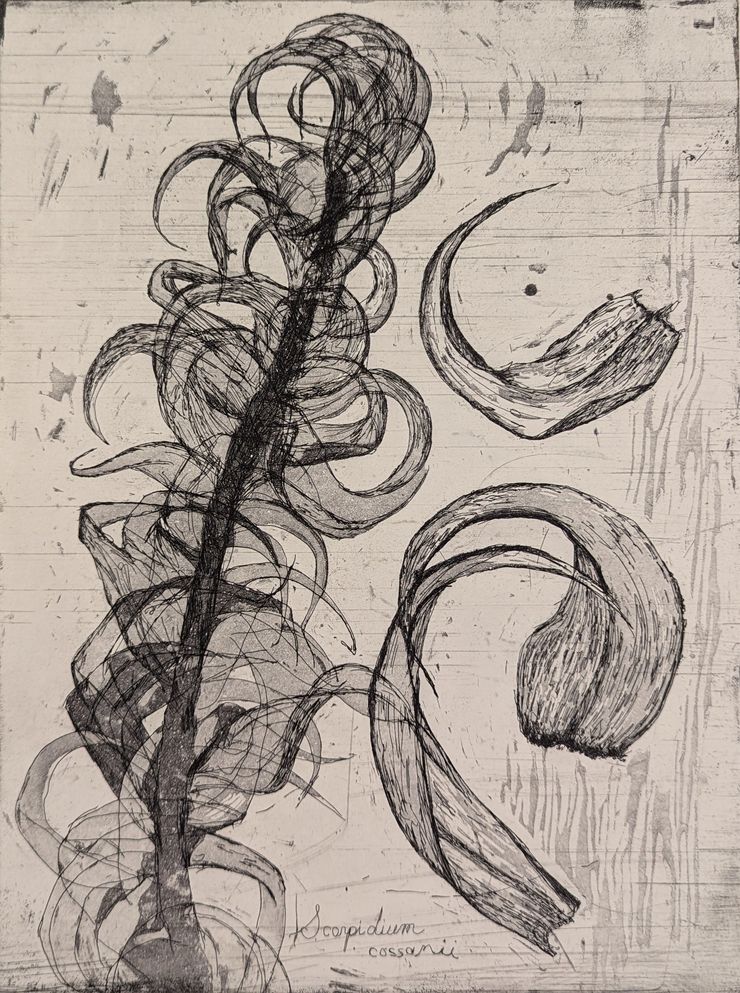 <b>“Suddenly Curved Distally”, 9x12”, 2024, Etching, Ink on Paper, 2024</b></br>The leaves of <em>Scorpidium cossonii</em> resemble little cat claws to me, curved and tapering to a sharp point. I drew this specimen while looking under a dissecting microscope. Two things I love about etching: the factory scratches that come on copper plates (these can be sanded smooth, but I almost always leave them), and “plate tone”, the faint background tone of ink left on the un-etched parts of a plate after it’s been wiped.